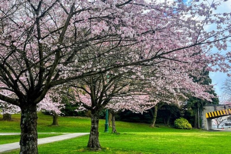 Vancouver City Tour With Cherry Blossom Festival Private - Booking Information
