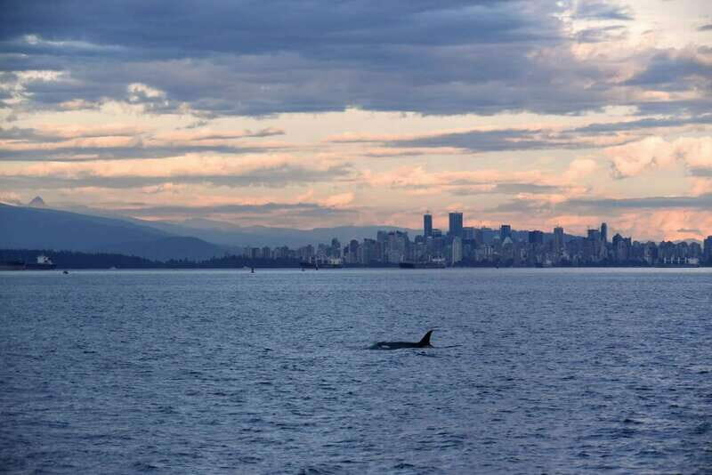 Vancouver: Covered Whale Watching Adventure with Free Photos - The Itinerary and What to Expect
