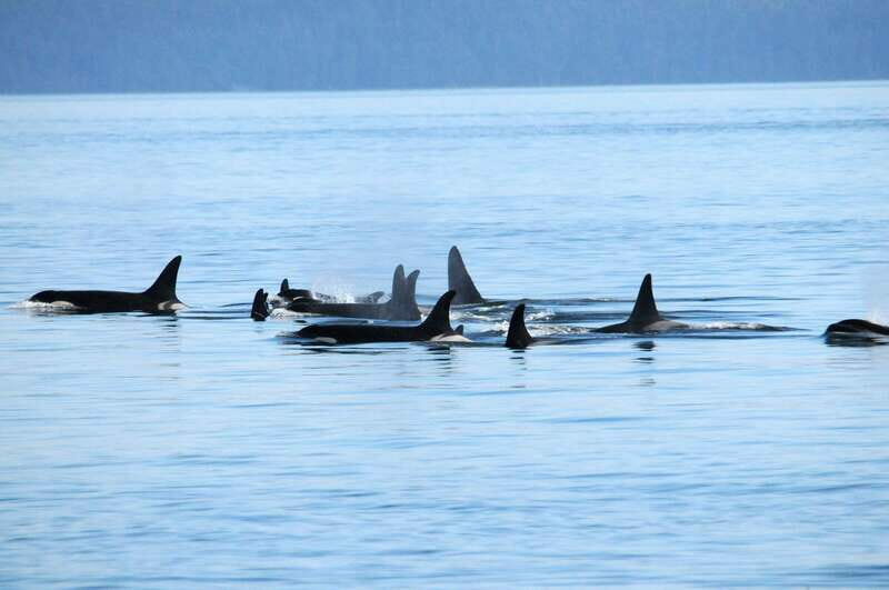 Vancouver: Covered Whale Watching Adventure with Free Photos - Who Is This Tour Best For?