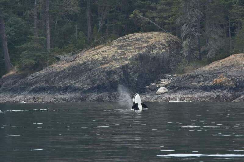 Vancouver: Covered Whale Watching Adventure with Free Photos - FAQ