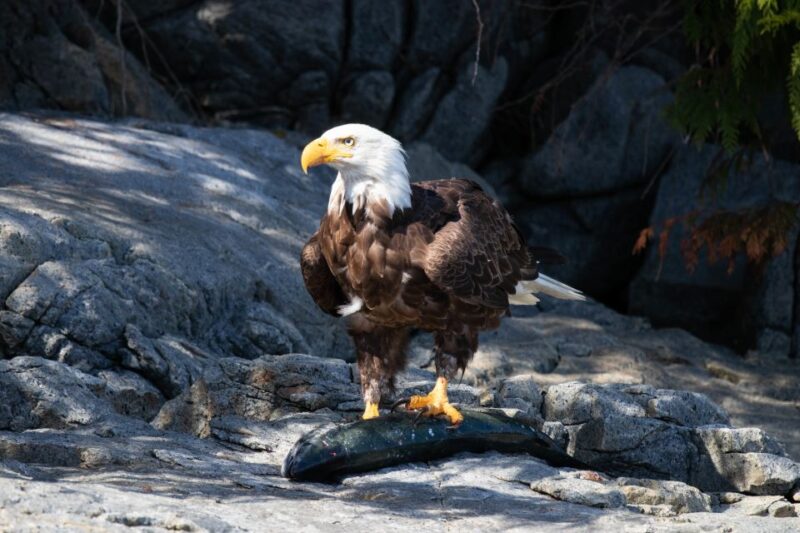 Vancouver Island: Campbell River Whales & Wildlife Adventure - Key Points