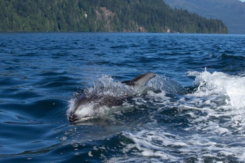 Vancouver Island: Campbell River Whales & Wildlife Adventure - Cruise Experience