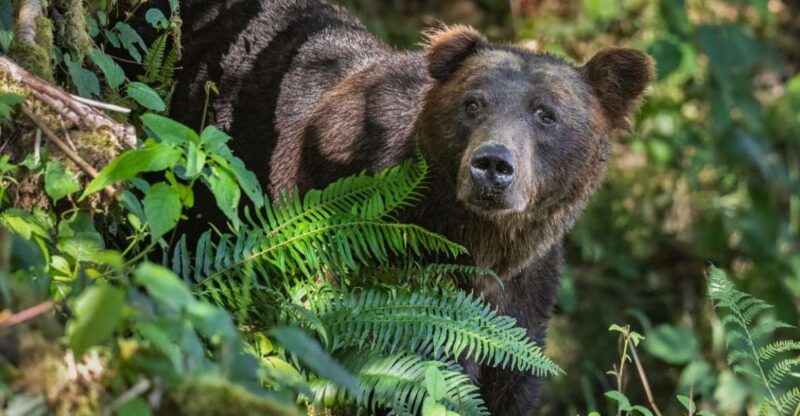 Vancouver Island: Full-Day Grizzly Bear Tour at Toba Inlet - Key Points