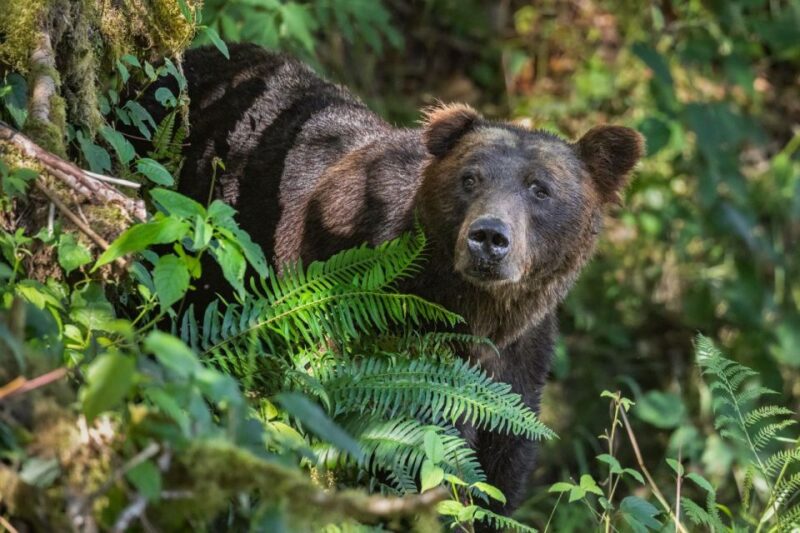 Vancouver Island: Full-Day Grizzly Bear Tour at Toba Inlet - Experience Highlights