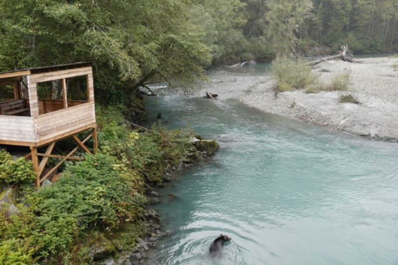 Vancouver Island: Full-Day Grizzly Bear Tour at Toba Inlet - Guides and Expertise