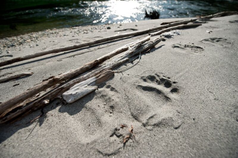 Vancouver Island: Full-Day Grizzly Bear Tour at Toba Inlet - Customer Reviews and Ratings