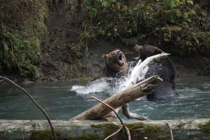 Vancouver Island: Full-Day Grizzly Bear Tour at Toba Inlet - Lunch and First Nation Stories
