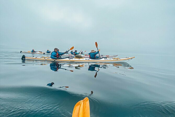 Vancouver Island: Half-Day Kayak Tour from Telegraph Cove - The Itinerary in Detail