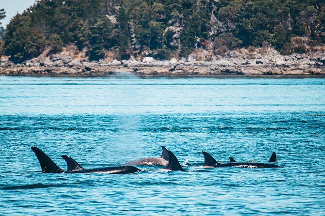 Vancouver Island: Half-Day Kayak Tour from Telegraph Cove - The Sum Up