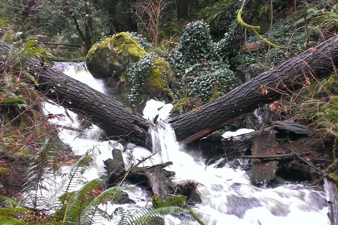 Vancouver Island Rainforest Guided Hike With Private Guide - Hiking Duration and Difficulty