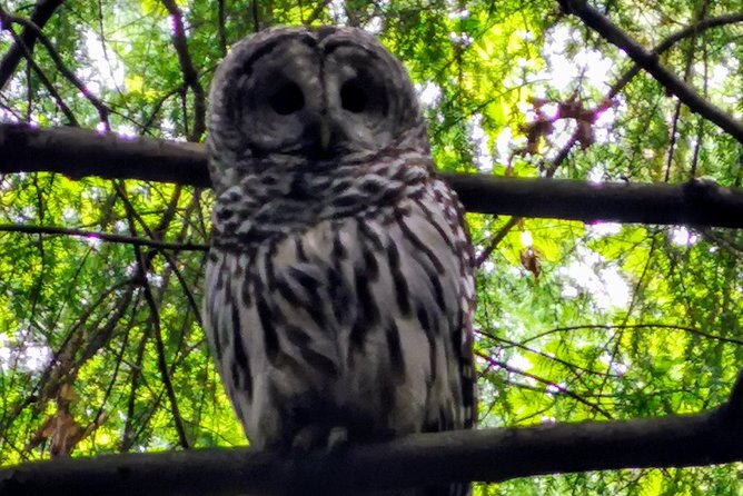 Vancouver Island Rainforest Guided Hike With Private Guide - Transportation and Location