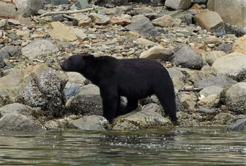 Vancouver Island: Spring Bears and Whales Full-Day Tour - What Makes This Tour Stand Out?