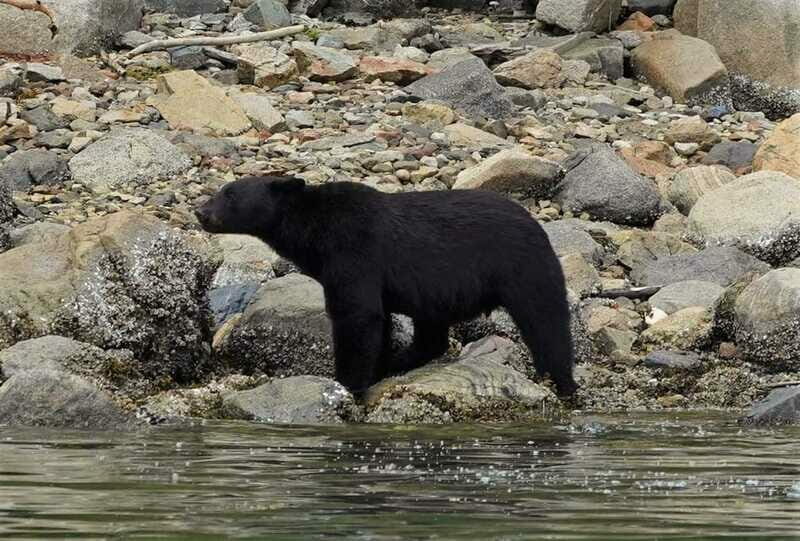 Vancouver Island: Spring Bears and Whales Full-Day Tour - FAQ
