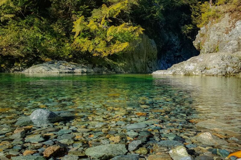 Vancouver: Lynn Valley Suspension Bridge & Nature Walk Tour - Booking Information