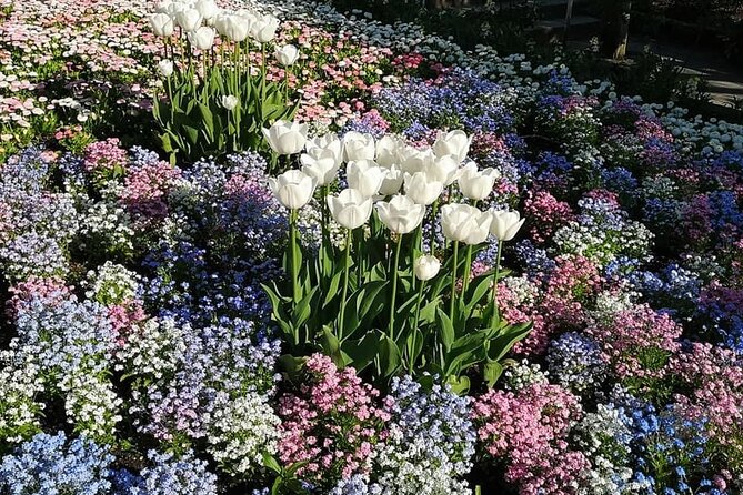 Vancouver Pre & Post Cruise Capilano & Grouse Mountain Tour - Tour Highlights