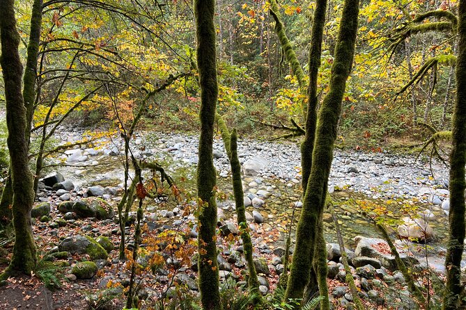 Vancouver Rainforest Hike With Waterfalls, Suspension Bridge, Old Growth Forest - Old Growth Forest Exploration