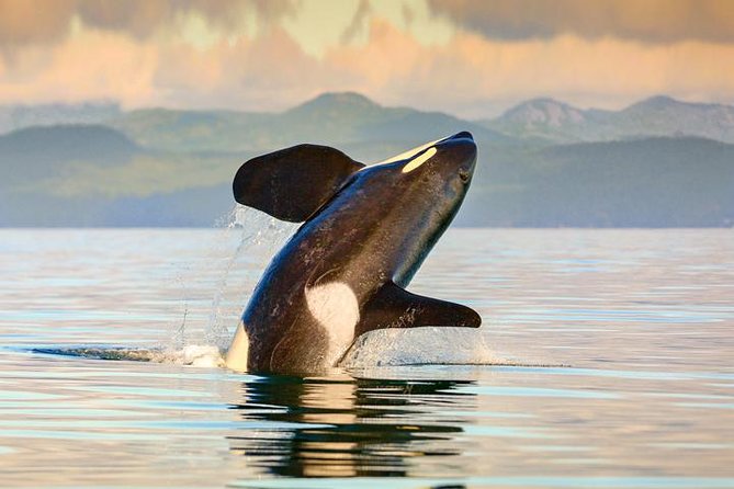 Vancouver: Seaplane Day Trip to Victoria and Whale Watching Tour - Meeting Point and Check-in