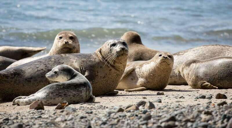 Vancouver: Snorkeling Seals Kayaking Scenic Boat Tour - FAQ