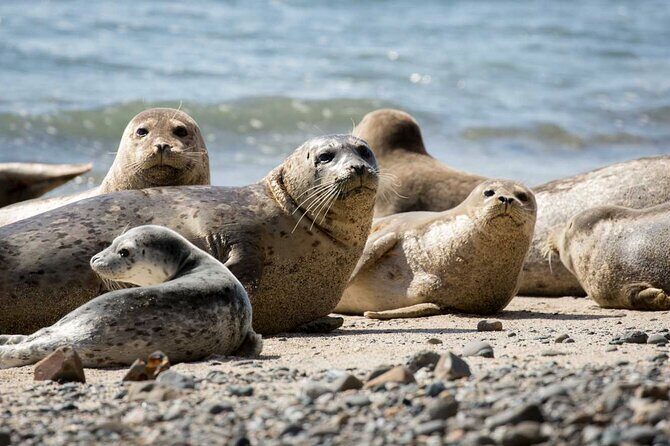 Vancouver: Snorkeling Seals Kayaking Scenic Boat Tour - FAQ