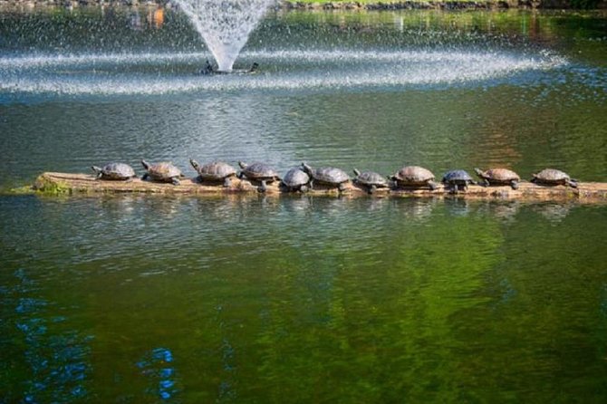 Vancouver to Victoria City With Butchart Gardens Tour - Accessibility and Accommodations