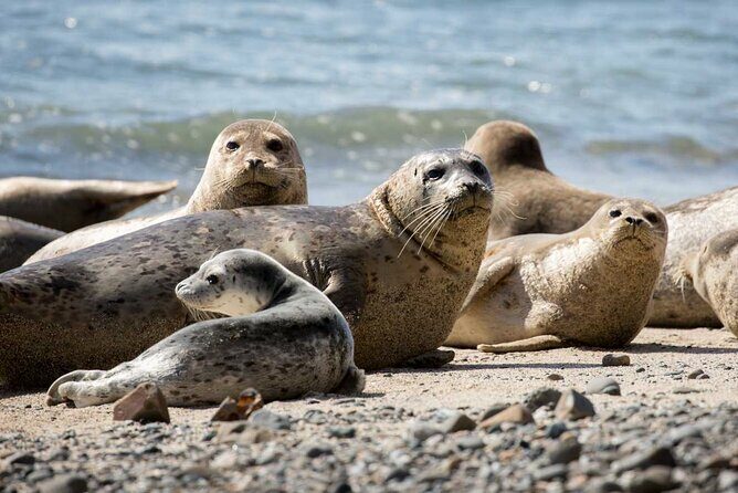Vancouver UNESCO Biosphere Reserve Wildlife Scenic Boat Tour - An Authentic Marine Adventure in Howe Sound