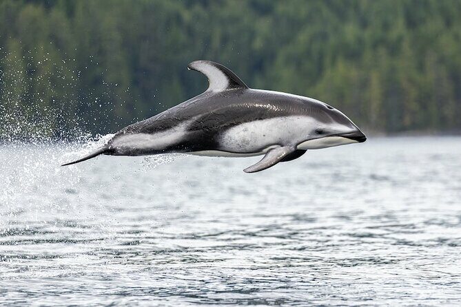 Vancouver UNESCO Biosphere Reserve Wildlife Scenic Boat Tour - The Price and Value