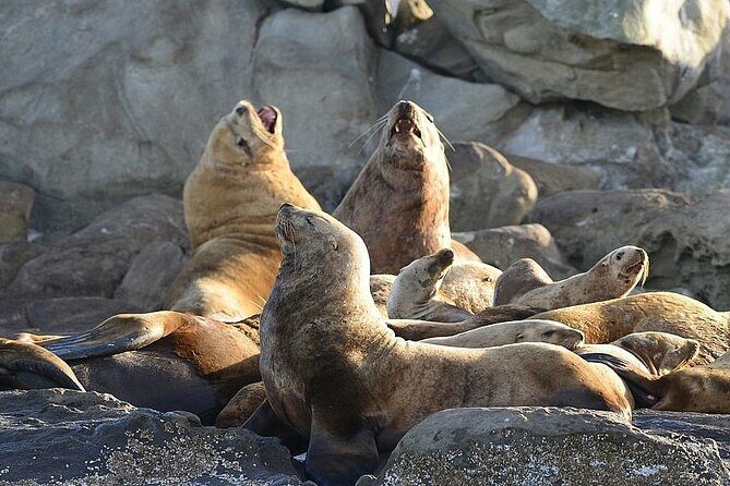 Vancouver UNESCO Biosphere Reserve Wildlife Scenic Boat Tour - Reviews: What Others Are Saying