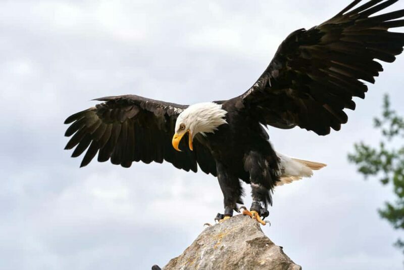 Vancouver UNESCO Biosphere Reserve Wildlife Scenic Boat Tour - Who Will Love This Tour?