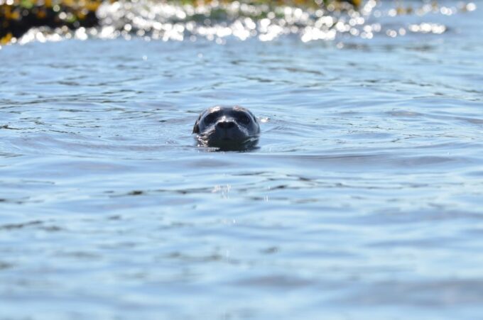 Vancouver: West Vancouver Howe Sound Islands Circle Tour - Customer Reviews