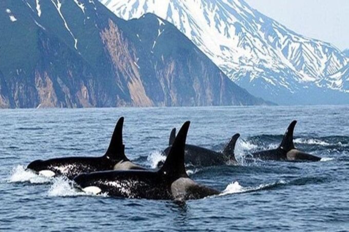 Vancouver Whale Watching Adventure With City Tour - Guided Tour Highlights