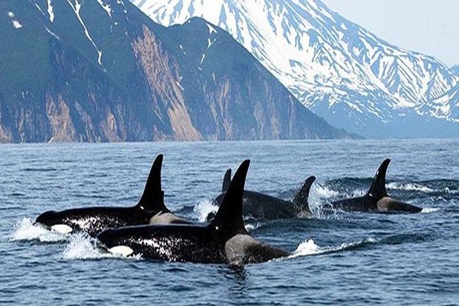 Vancouver Whale Watching Adventure With City Tour - Inclusions