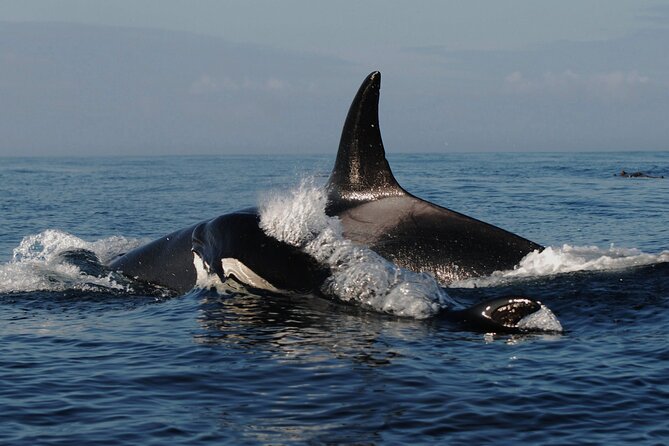 Vancouver Whale Watching Adventure With City Tour - Booking Information