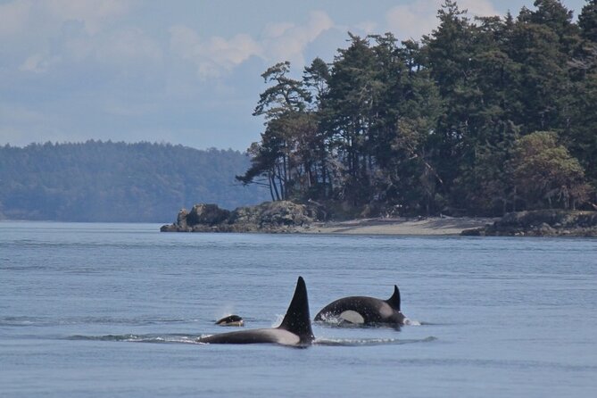 Vancouver Whale Watching Adventure With City Tour - Additional Details