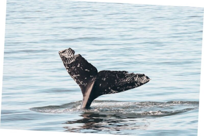 Vancouver Whale Watching Safari - Wildlife Sightings