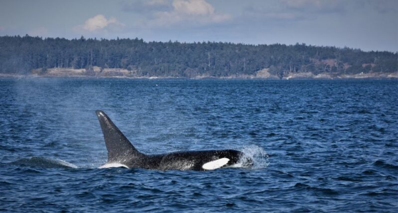 Vancouver Whale Watching Safari - Scenic Landscapes