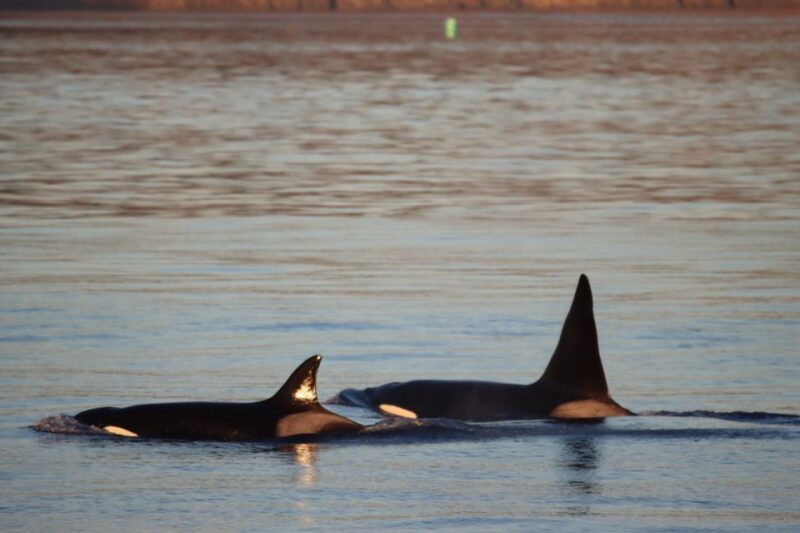 Vancouver Whale Watching Safari - Tour Guides and Information