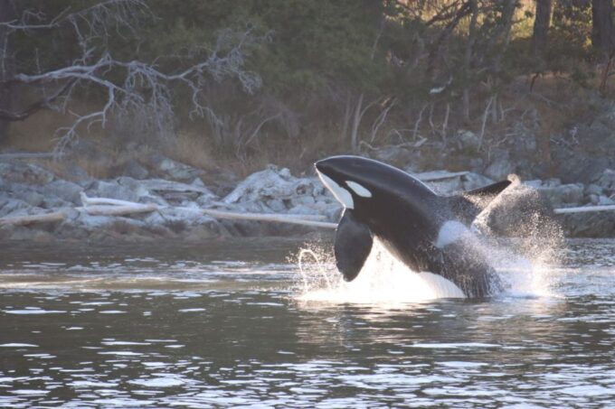 Vancouver Whale Watching Safari - Boat Amenities