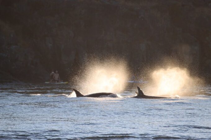 Vancouver Whale Watching Safari - Customer Feedback