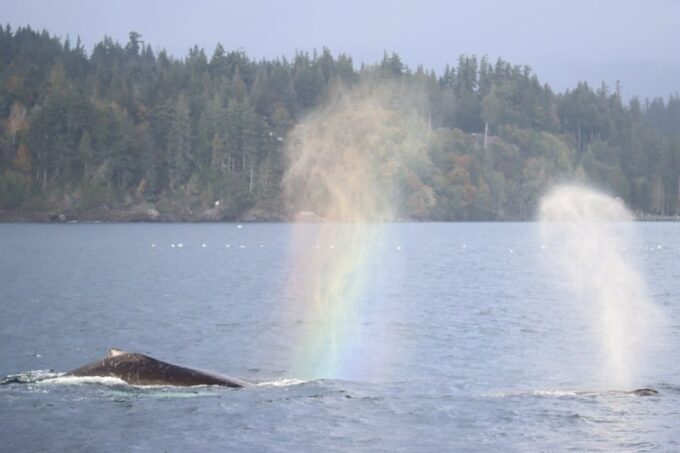 Vancouver Whale Watching Safari - Suitability and Recommendations