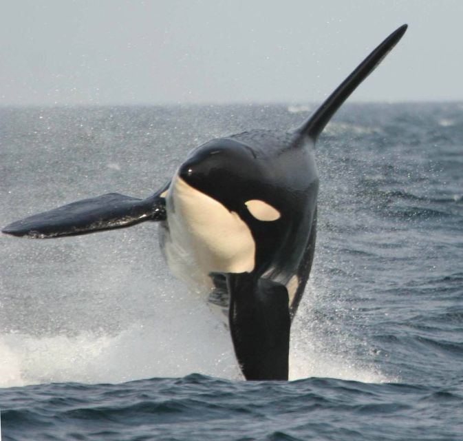 Vancouver Whale Watching Safari - Frequently Asked Questions