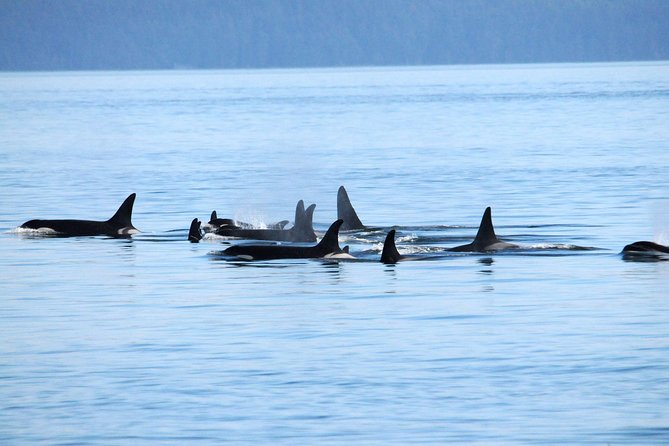Vancouver Whale Watching Safari - Inclusions