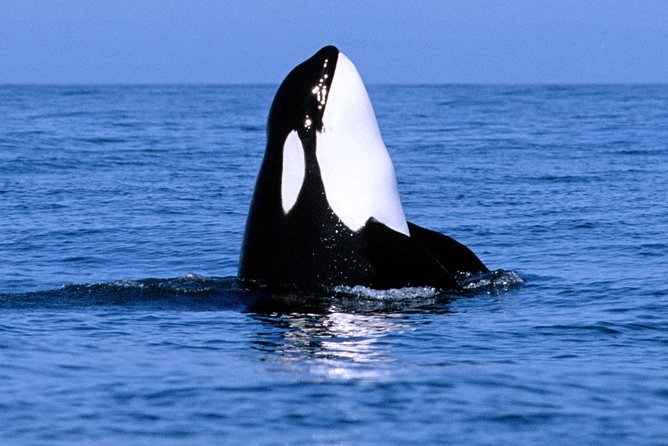 Vancouver Whale Watching Safari - Restrictions