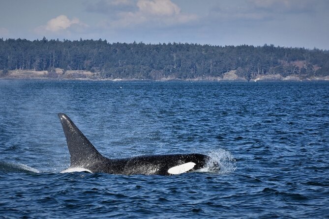 Vancouver Whale Watching Safari - Group Size