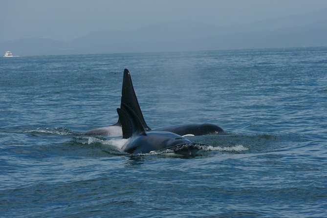 Vancouver Whale Watching Safari - Boat Features