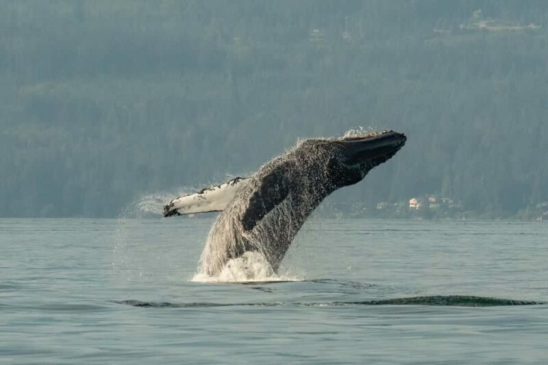 Vancouver: Zodiac Whale Watching Tour from Granville Island - Authentic Encounters and Real Reviews