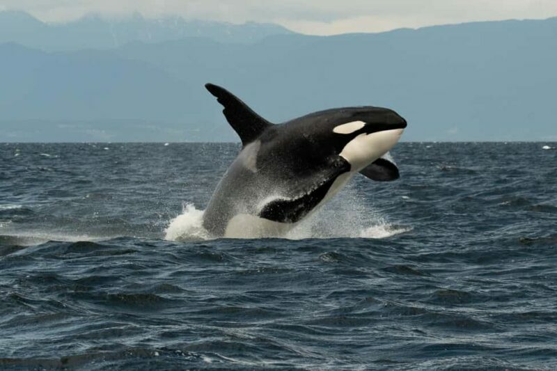 Vancouver: Zodiac Whale Watching Tour from Granville Island - FAQ
