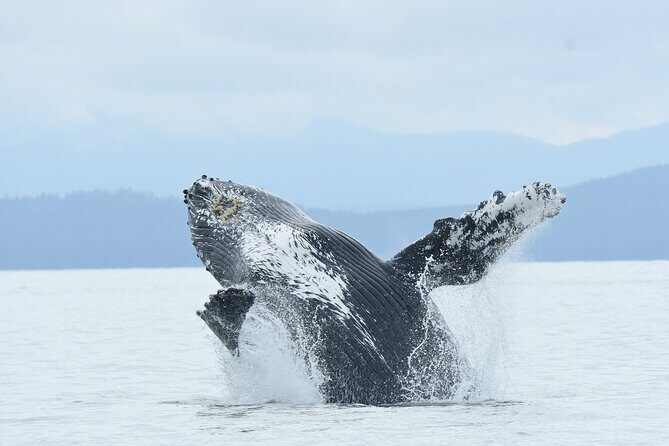 Vancouver's Intimate West Coast Whale Watching Experience - Key Points