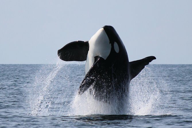 Vancouver's Intimate West Coast Whale Watching Experience - The Itinerary: What You Can Expect