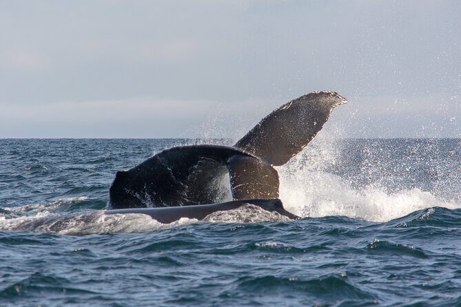 Vancouver's Intimate West Coast Whale Watching Experience - Who Will Love This Tour?