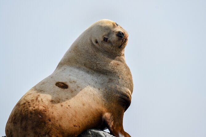Vancouver's Intimate West Coast Whale Watching Experience - FAQ